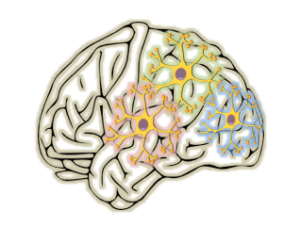 Graphic of brain showing how language is connected via networks in the brain