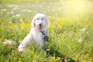 picture of dog on the field