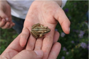 Small frog in a child's hand