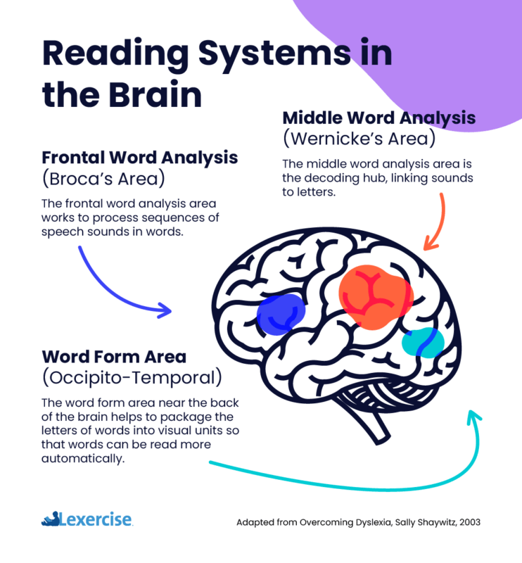 what causes dyslexia - infographic of the reading systems in the brain, adapted from Overcoming Dyslexia by Sally Shaywitz
